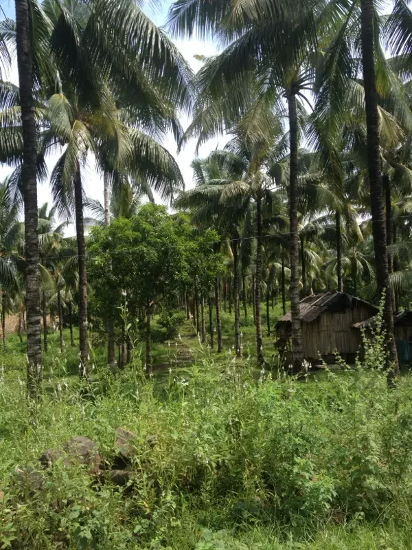 Von Hand gesammelt. Ohne Zusätze. Seit Generationen.