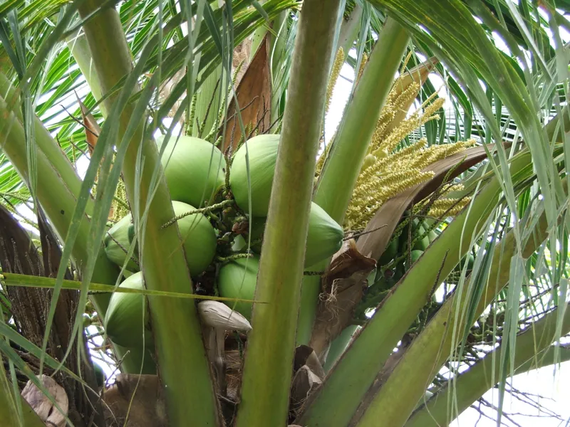 Suolo vulcanico. Foresta mista. Spremuto a freddo in meno di 24 ore.