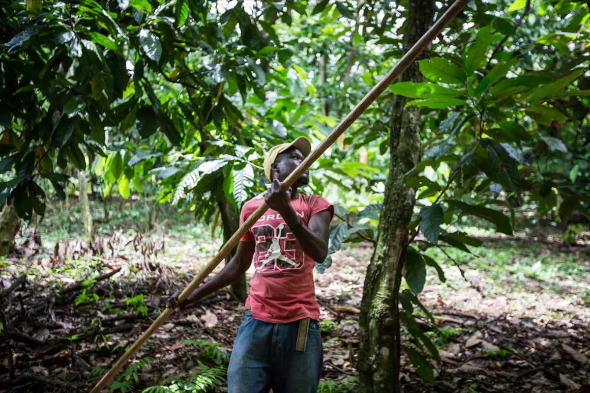 Kakao-Ernte auf einer Plantage in der Dominikanischen Republik
