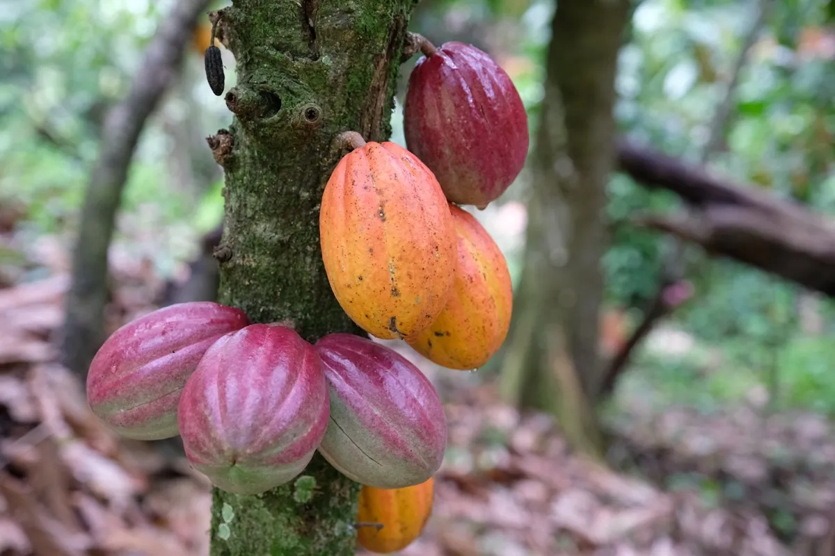 Bio Kakaofrüchte am Baum in der Dominikanischen Republik