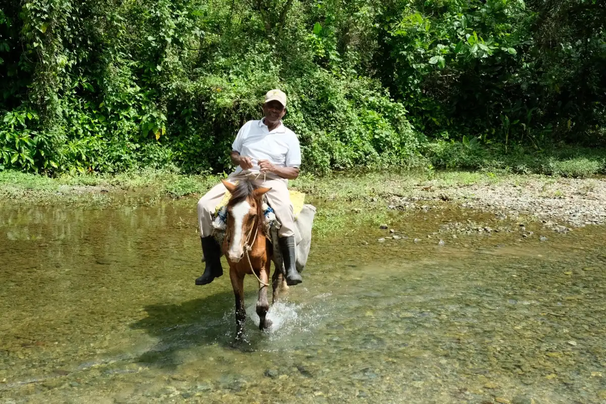 Bauer transportiert Kakao per Pferd zur Sammelstelle