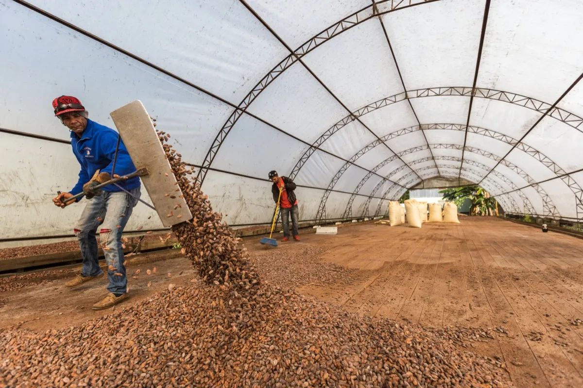 Kakaobohnen trocknen in einer überdachten Anlage